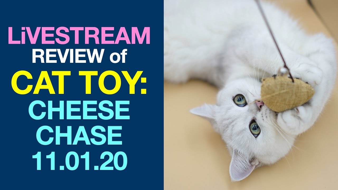 LiVESTREAM Review of Cat Toy: Cheese Chase 11.01.20