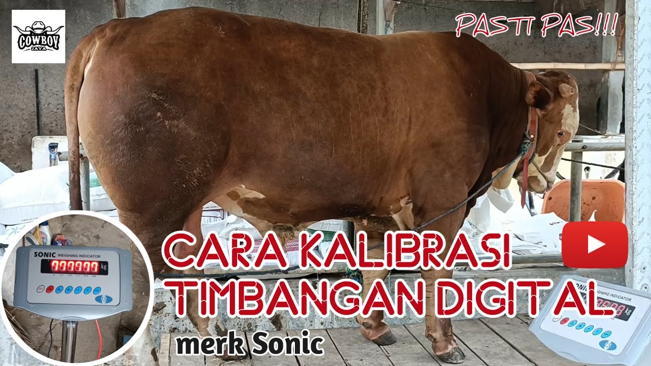 CARA COCOK IN TIMBANGAN DIGITAL merk Sonic. timbangan sapi.