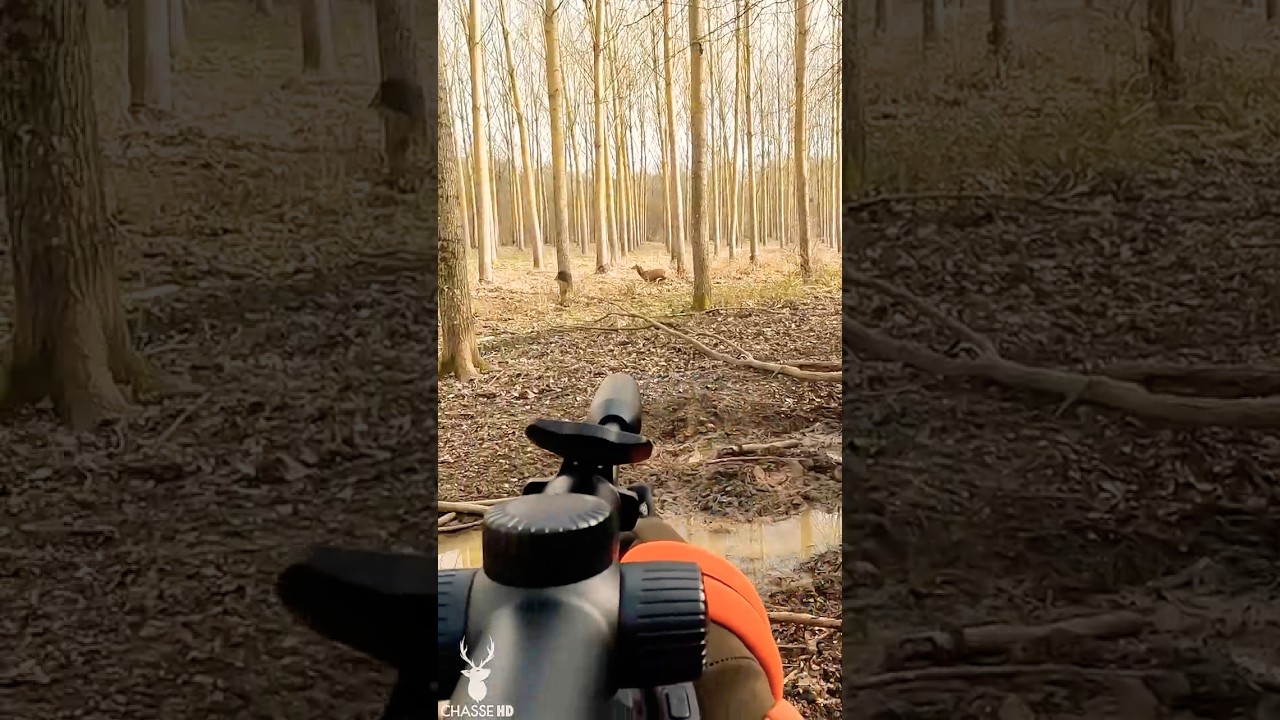 TIR D'UN CERF EN BATTUE  #chasse #hunting #sanglier #cerf