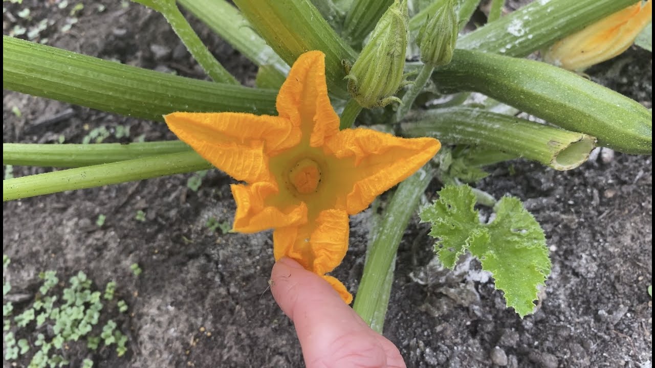 Managing Squash Pests—And One Thing That You Should Never Do!