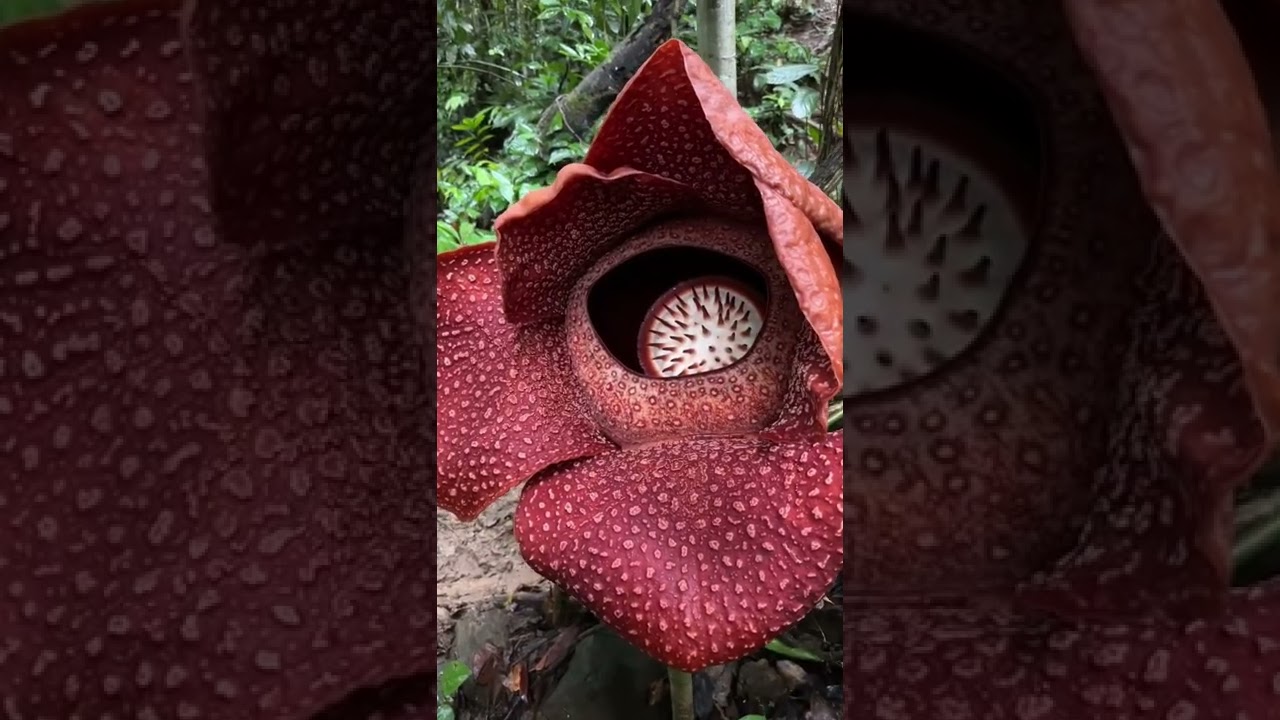 Rafflesia arnoldii in its habitat in Bengkulu