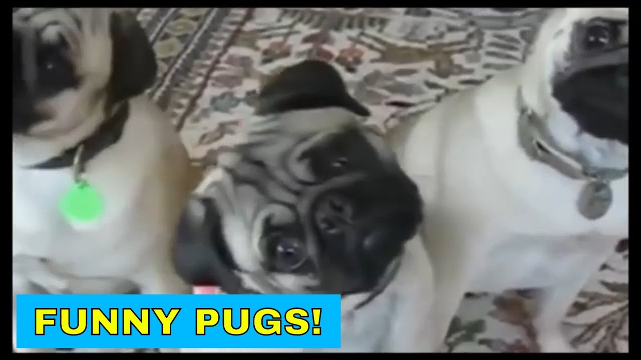 Cute and funny pug videos