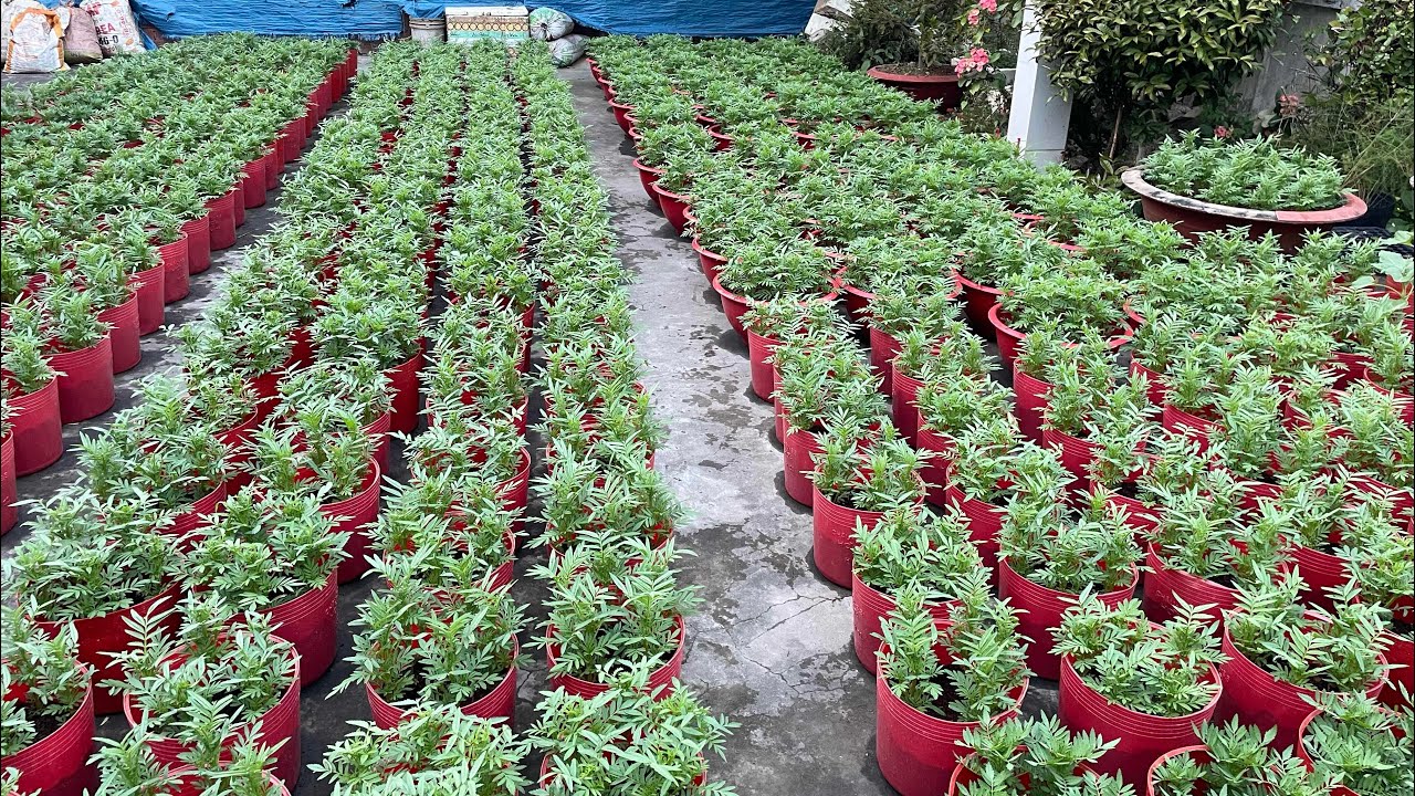 Phân thuốc cho hoa vạn thọ sau khi cơi đọt