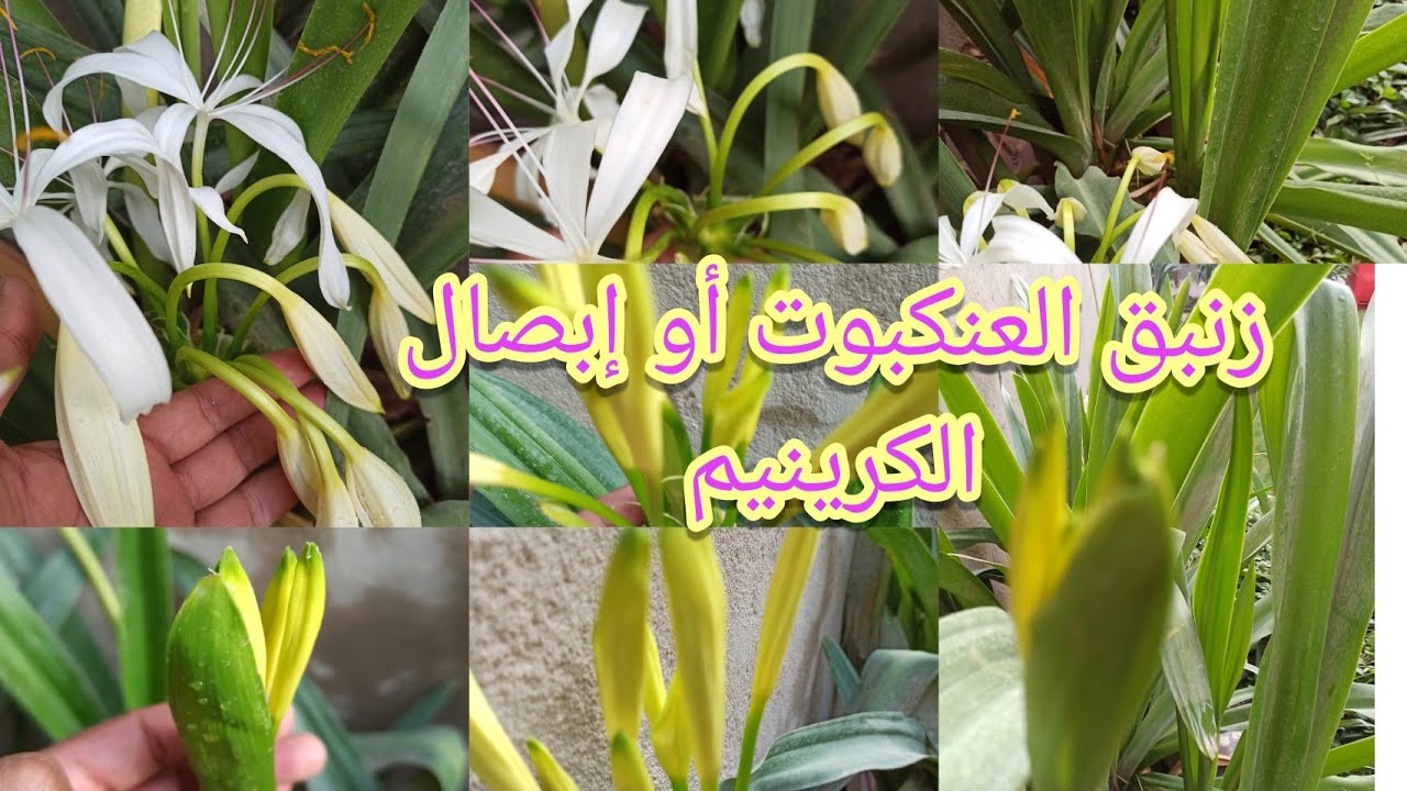 زنبق العنكبوت او ابصال الكرينيم ‏Crinum americanum شاهدوا الجمال في حديقتي المنزلية