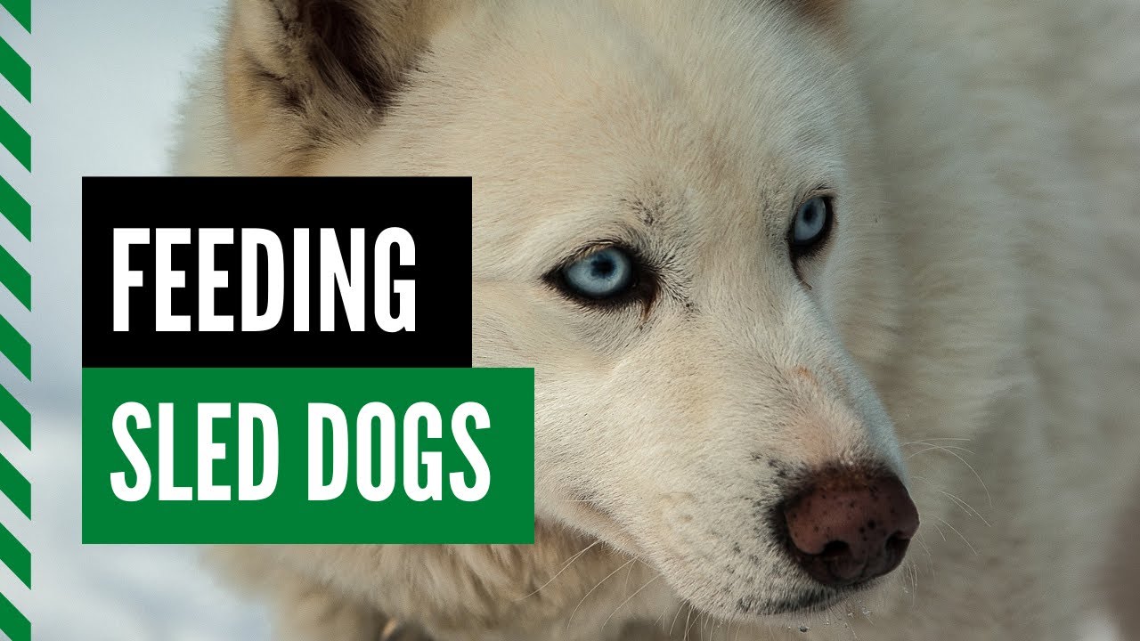 How to Feed Sled Dogs