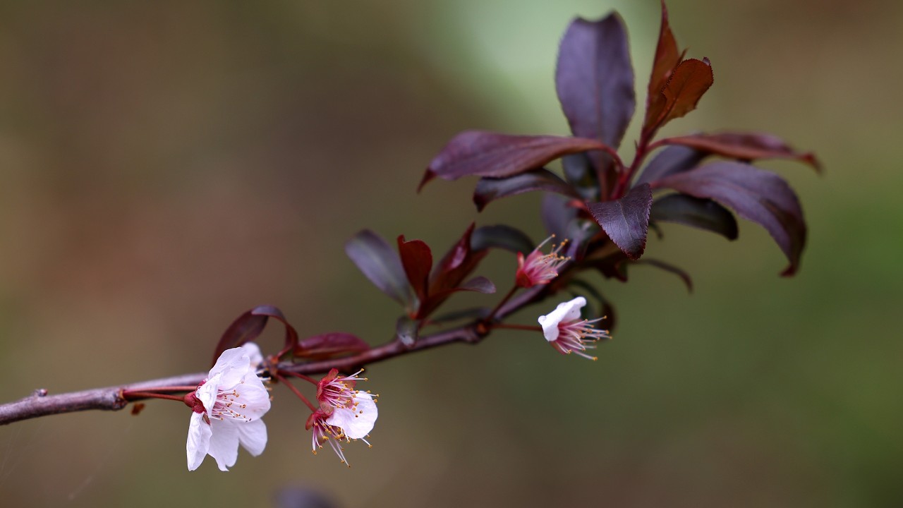 Check Out These Spring Blooms - Early Spring Fruit Trees!