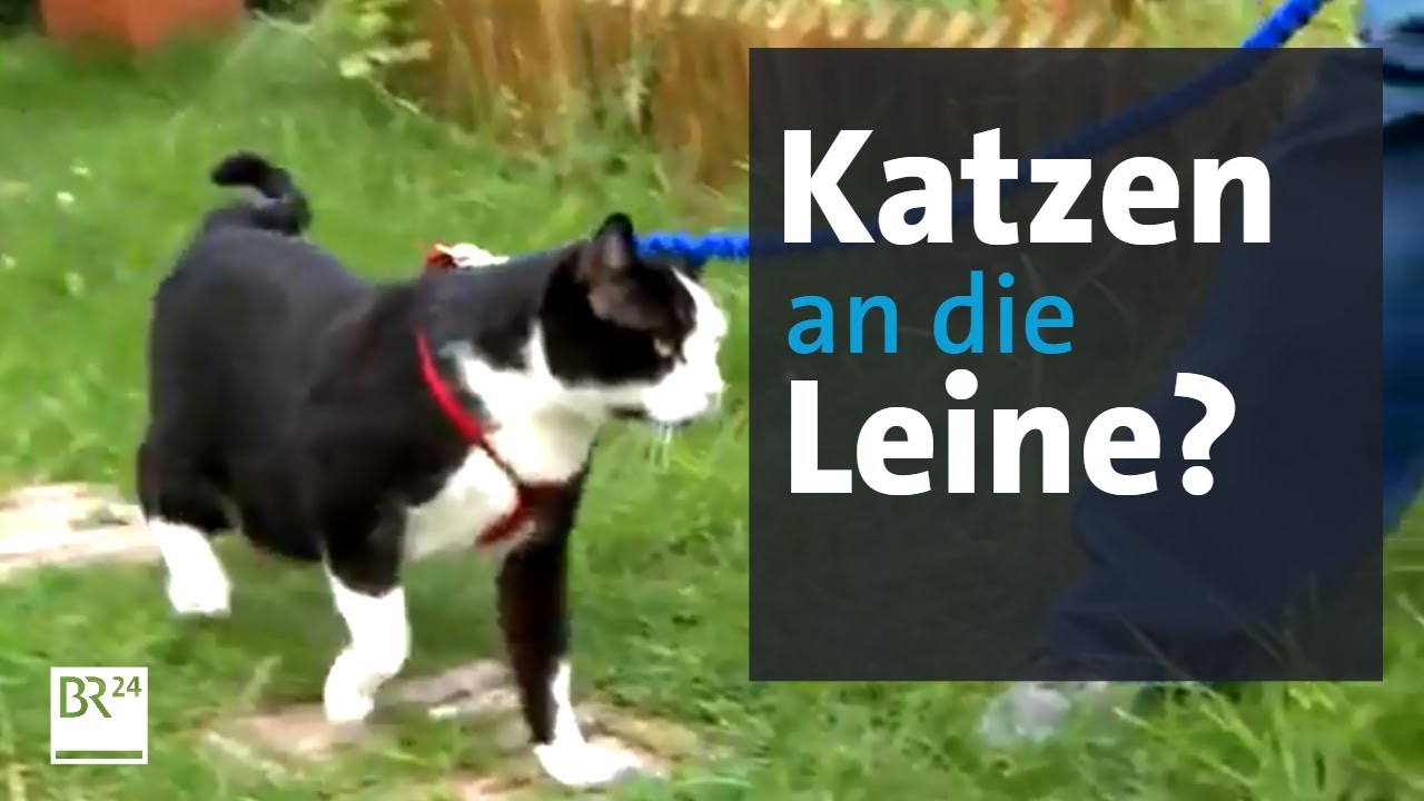 Zum Schutz der Vögel: Leinenpflicht für Katzen? | BR24