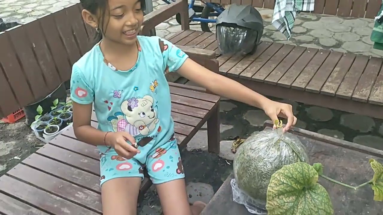 Panen Buah Melon 3,2kg