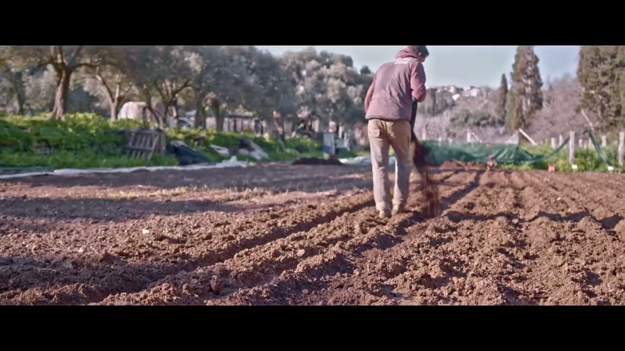 Livada farm ANDROS - Φυτεμα πατάτας.