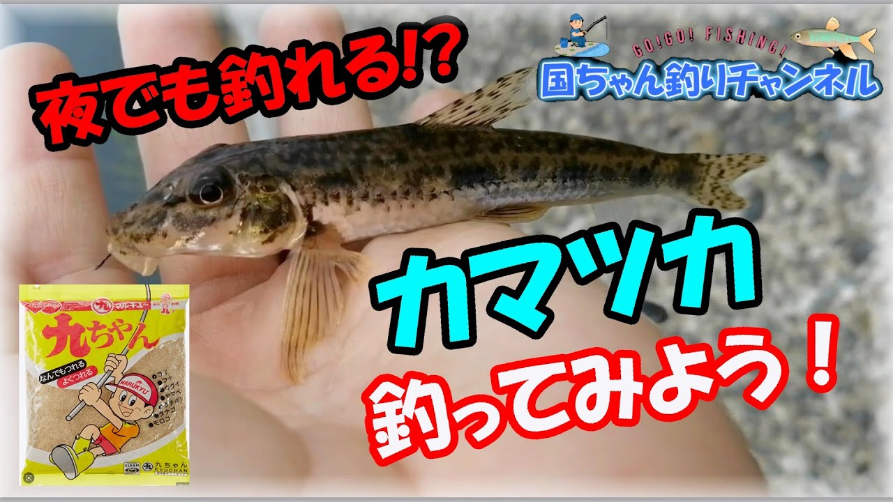 【大阪で一番よく釣れる川】ヤバい！マルキュー九ちゃん練りエサでカマツカが釣れるよ！夜釣りもOk！大和川は魚種豊富♪2時間で五目釣りなら簡単！オイカワにスゴモロコ・タモロコ、ニゴイに鯉っ子