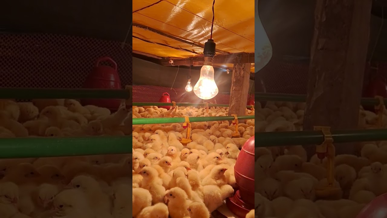 আমরা কন্ট্রোল সেটে মুরগি বাচ্চা কিভাবে ব্রোডিং করলাম। 