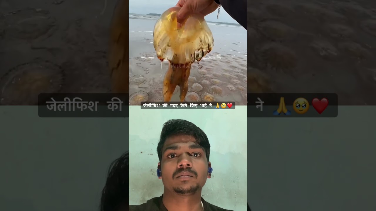 Помощь медузам #helpthemfoundation #viralvideos #trendingshorts #helpingvideo #duetvideo