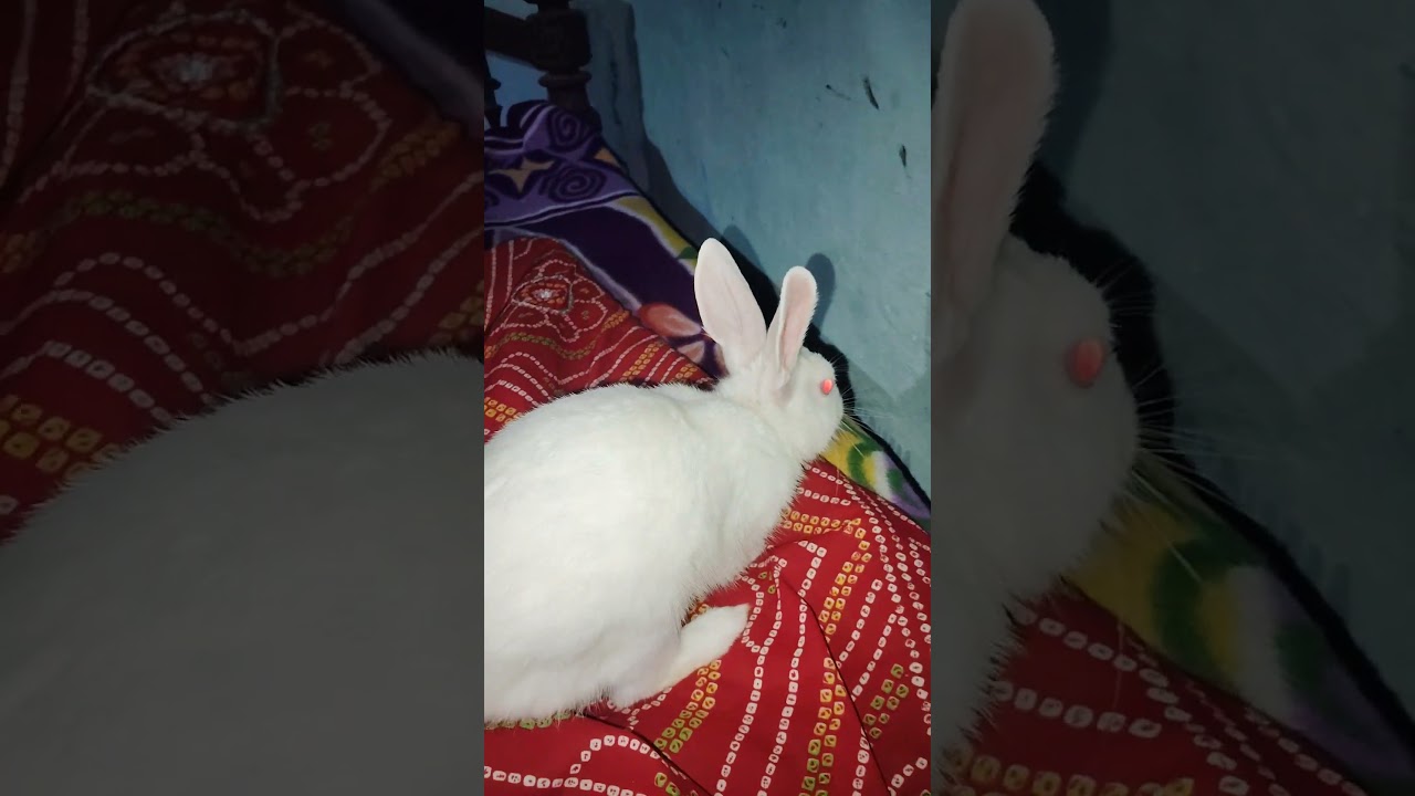 #mybunny #mycuterabbit ________#shortvideo _____#_baby