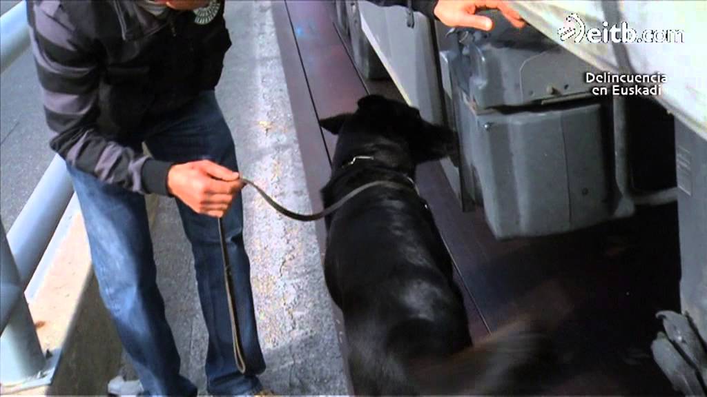 La unidad canina en la detección de drogas