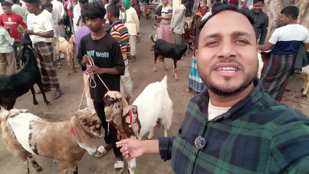 বাচ্চা ছাগলের হাট দামে সস্থা প্রচুর আমদানি/পাইকারি হাটে বড় বড় দুধের ছাগল দেখুন
