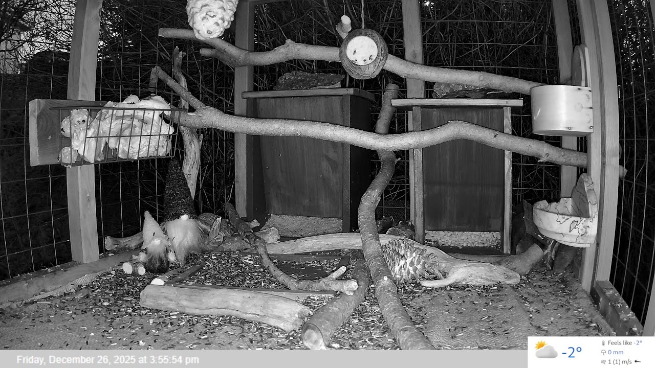 Bird Feeder LIVE