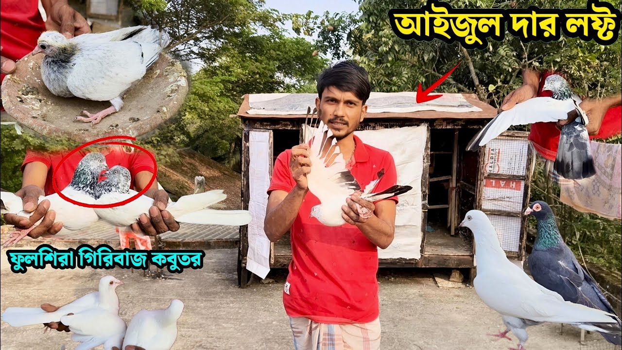 আইজুল দার লফ্ট | ফুলশিরা গিরিবাজ কবুতর | PIGEON LOFT OF AJIJUL FROM TALDI