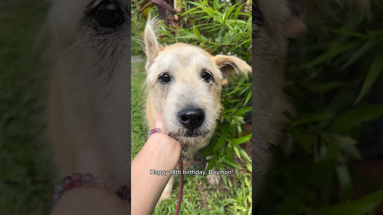 Celebrating our rescue senior dog&rsquo;s 18th birthday at the shelter! 🥺🎂