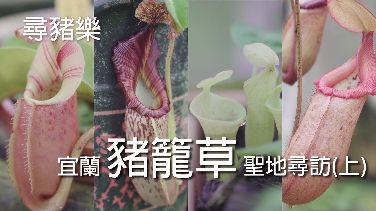 [尋豬樂] 探訪宜蘭豬籠草聖地 雙湖園藝!!(上)