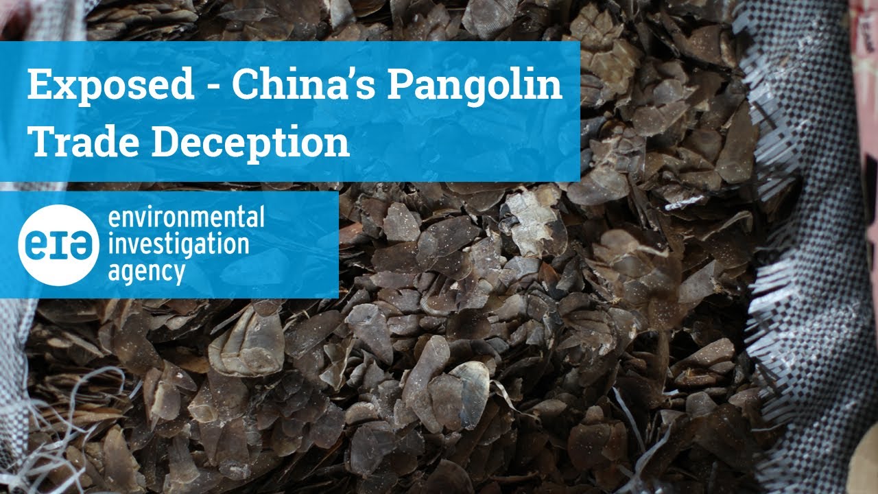 Exposed - China&rsquo;s Pangolin Trade Deception