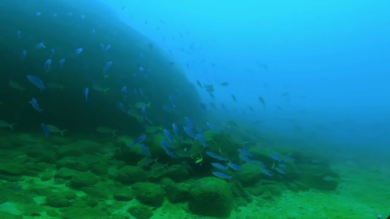 Diving Vlog #01 - Vissa Gala in Unawatuna