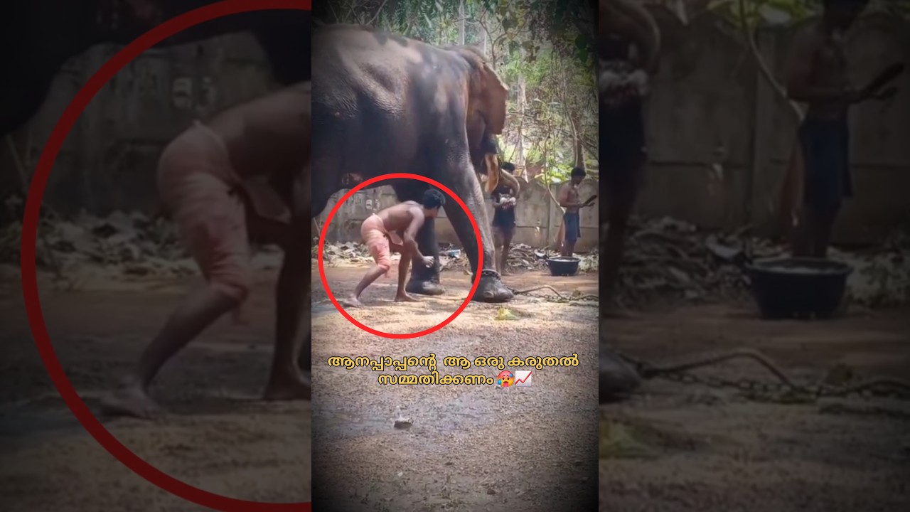 ഏത് നിമിഷവും എന്തും സംഭവിക്കാം 🥵📈 #shorts #trending #aana #edit #fyp #viral
