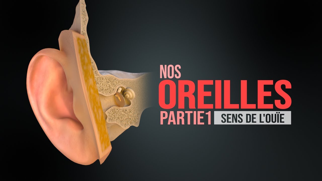 Comment fonctionne l'oreille humaine ! Partie 1 - Sens de l'ou&iuml;e (Animation)