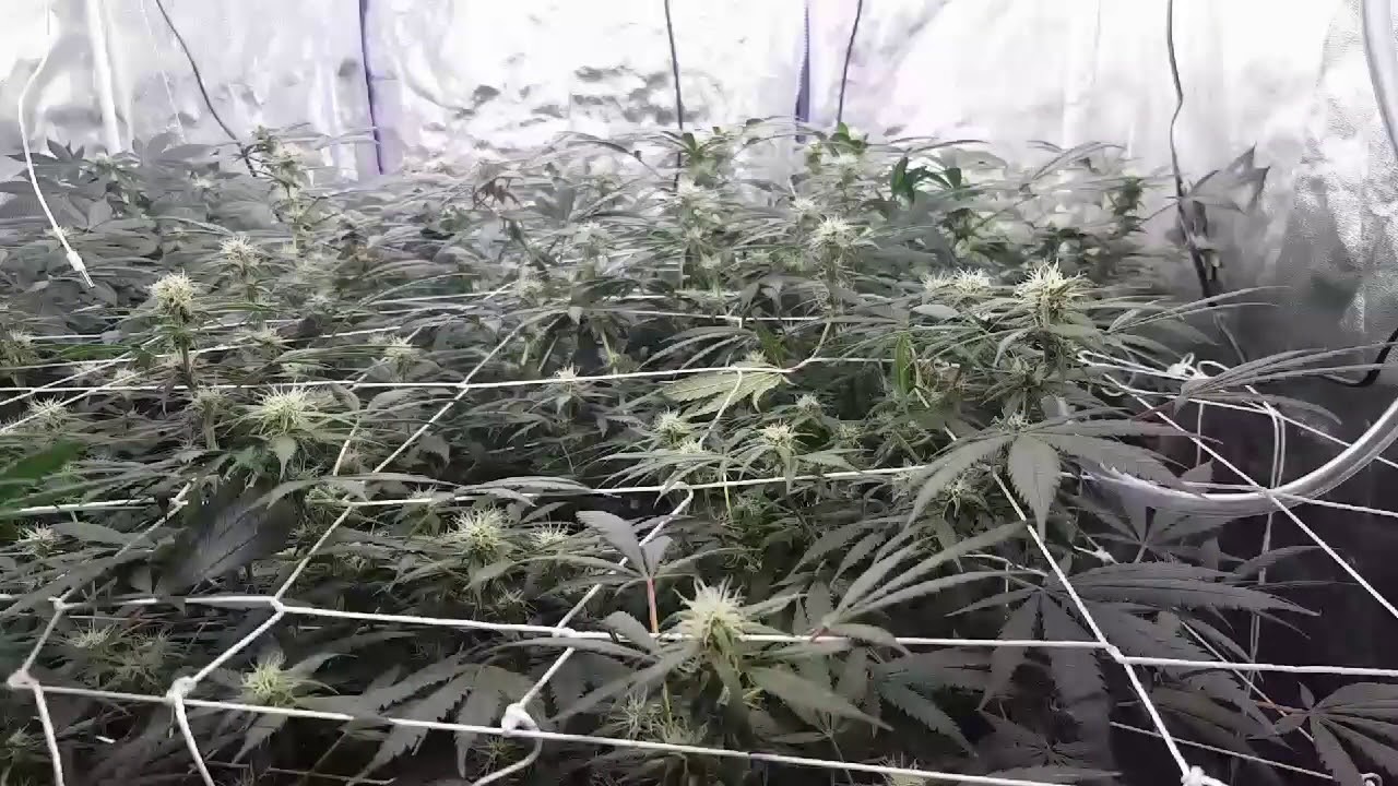 #24 Ayahuasca Purple, Liberty Haze Week 4 of Bloom