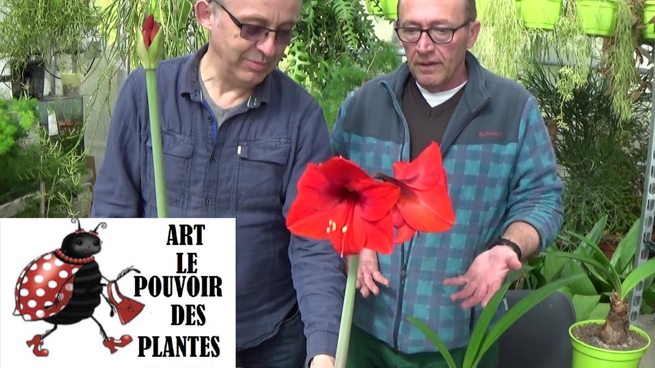 Jardinage: amaryllis: Comment faire refleurir un bulbe d'amaryllis: Plante annuelle