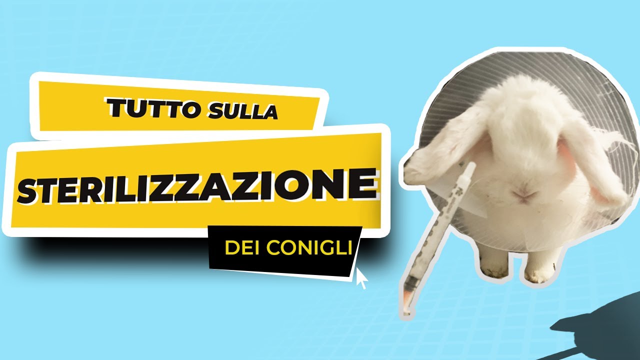 Tutto sulla STERILIZZAZIONE dei Conigli + POST OPERATORIO