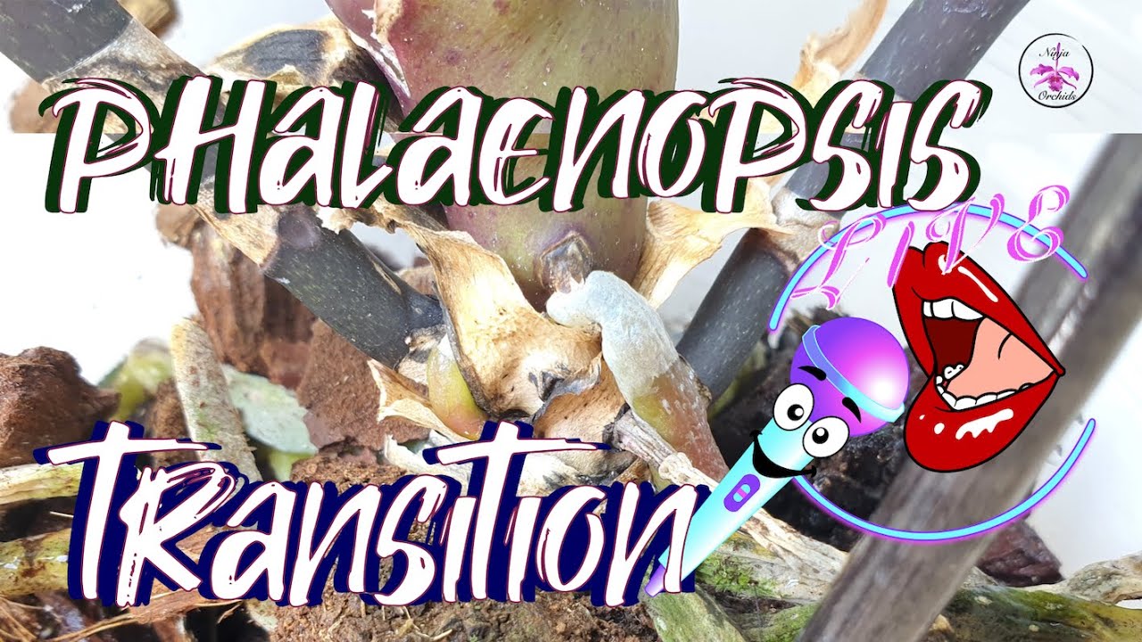 🎤 Skip to 0:00:22:16 Q&A & FACTS ONLY  | Transitioning Phalaenopsis Orchid Repot #ninjaorchids