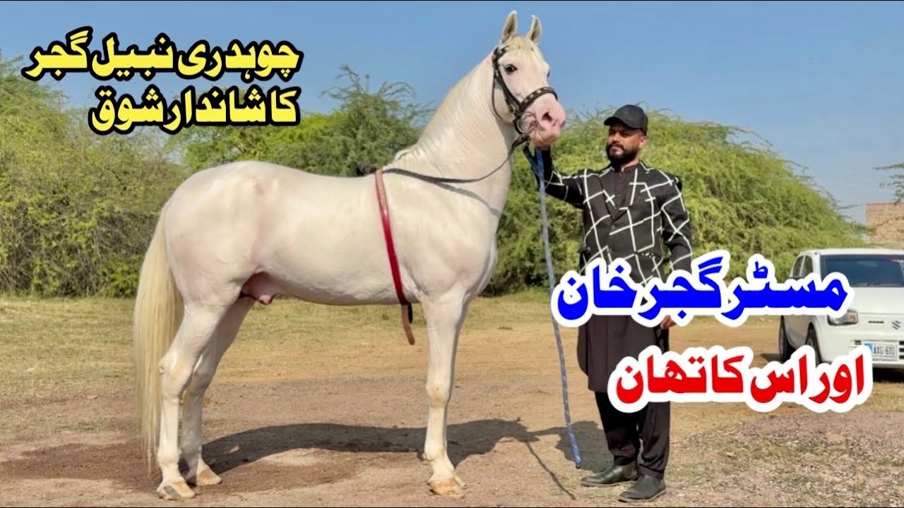 Beautiful Pakistani Desi Horse Mr. Gujjar Khan || Very Beautiful Horse Collection by Nabeel Gujjar 