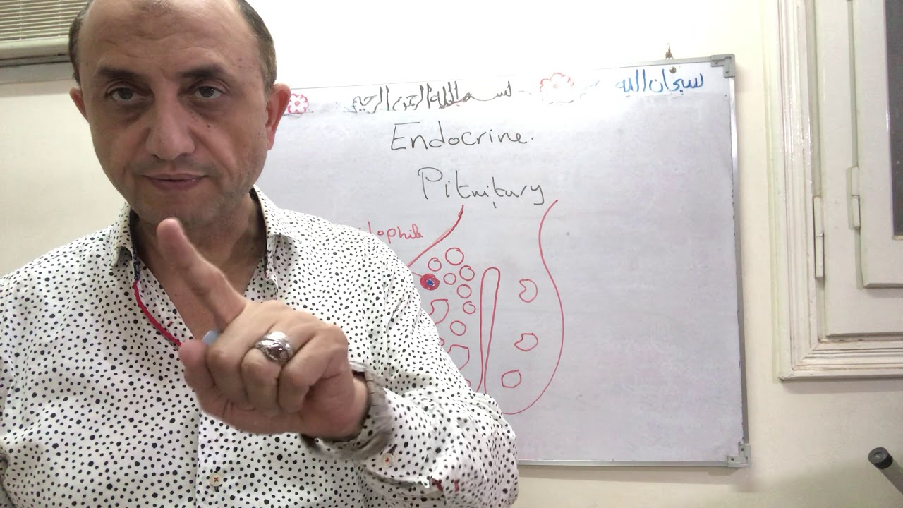 Endocrine pituitary gland 2nd y. Part 1