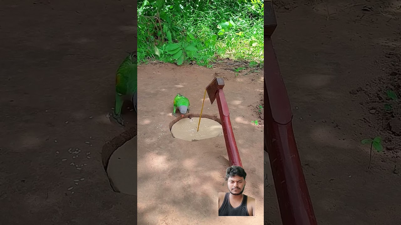#parrot