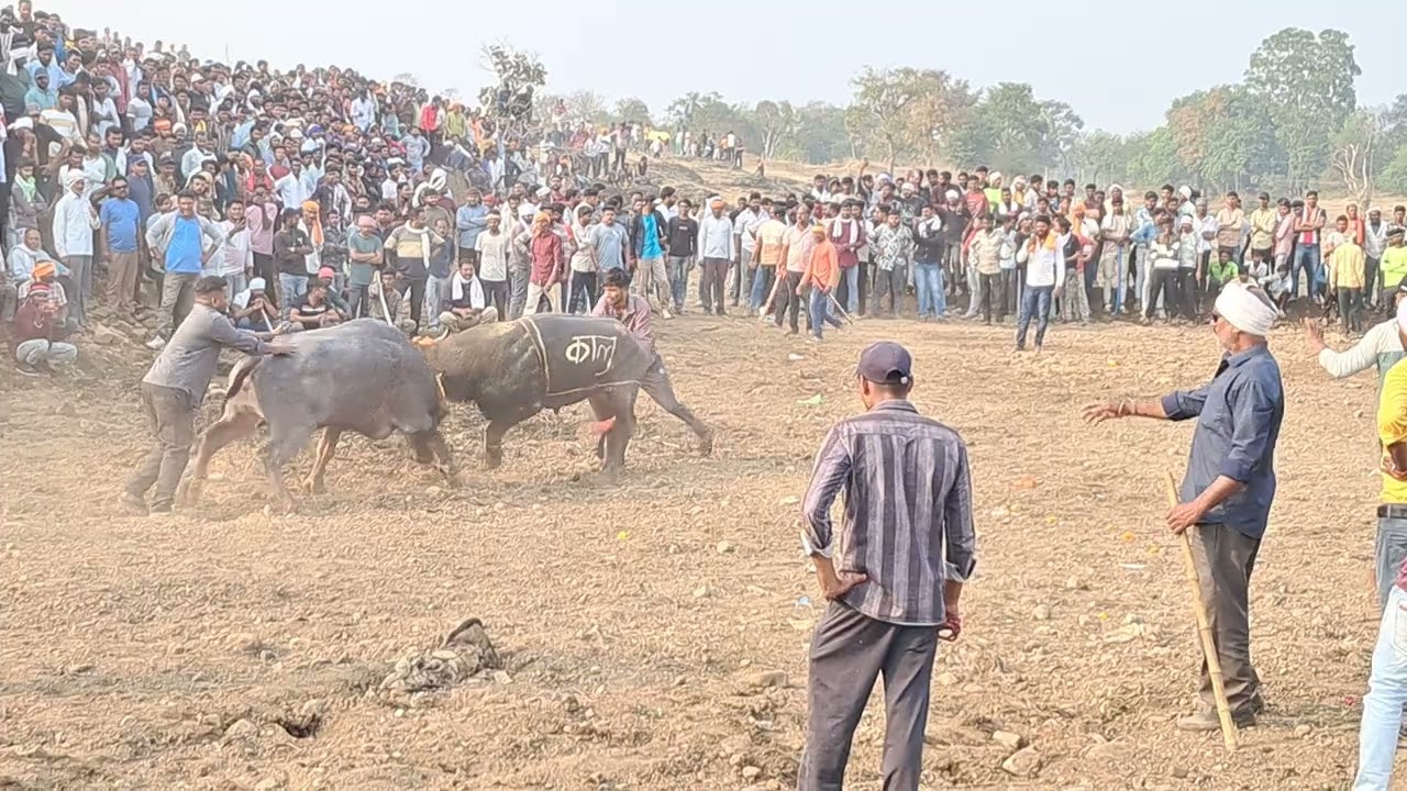 ग्राम सिवल हेला टक्कर  कालू वर्सेस अमित खानशानदार हेला टक्कर सिवल तहसील नेपानगर जिला बुरहानपुर MRD 