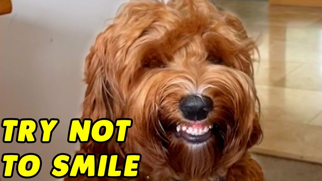 Try Not To Smile! | COMPILATION