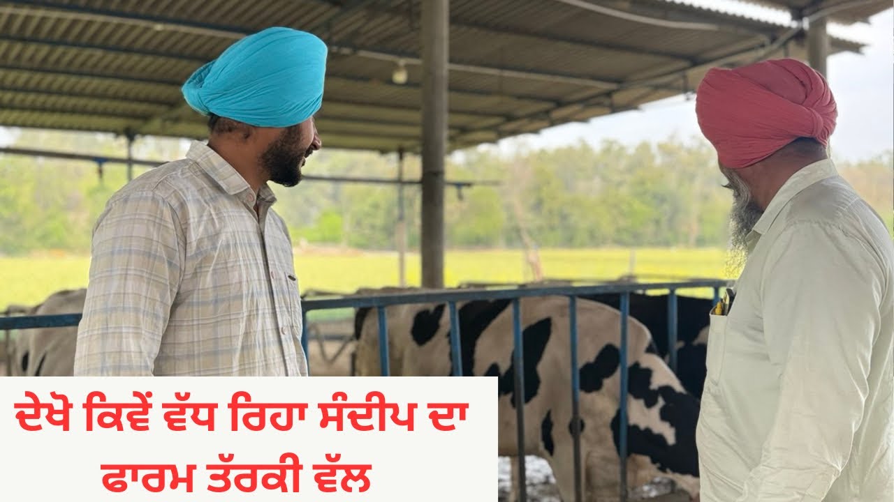 ਕਿਵੇਂ ਜਾ ਰਿਹਾ ਸੰਦੀਪ ਦਾ ਫਾਰਮ ਤਰਕੀ ਵੱਲ GROWTH OF SANDEEP'S DIARY FARM | AULAKH DIARY FARM