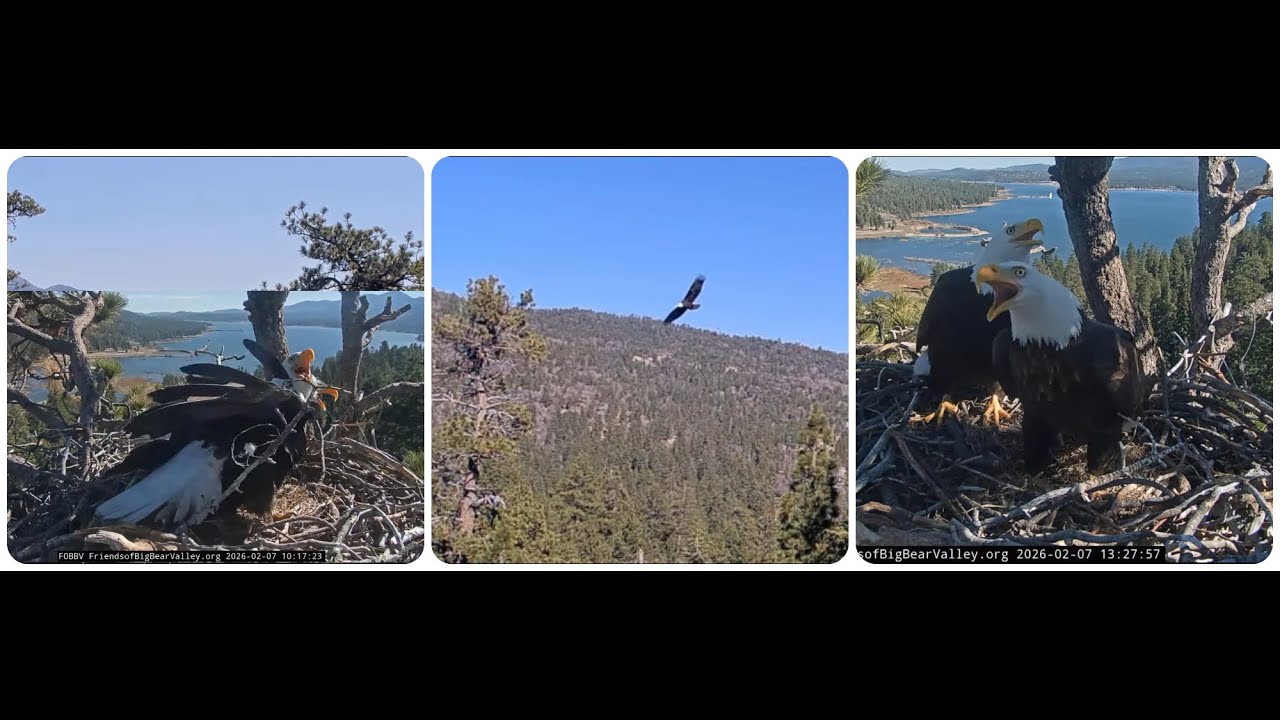 Jackie and Shadow guard the nest and territory 07.02.2026 @FOBBVCAM