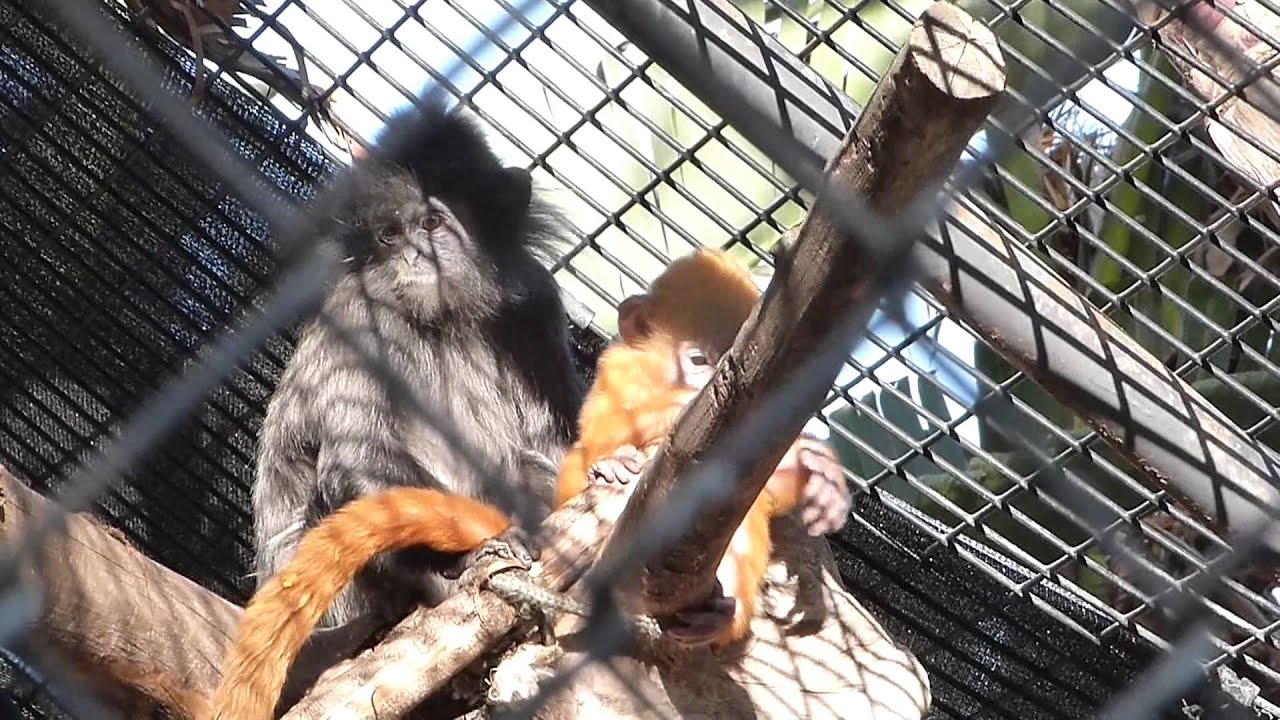 Adorable baby silvery langur fending off his older sibling