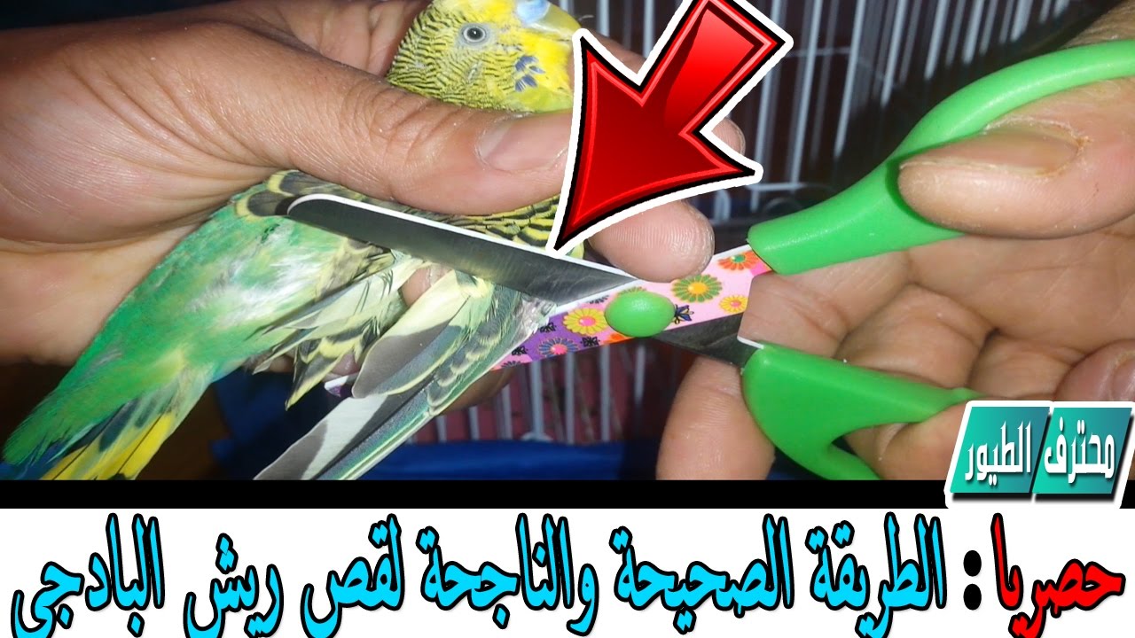كيف تقص ريش طائر الزينة بسهولة