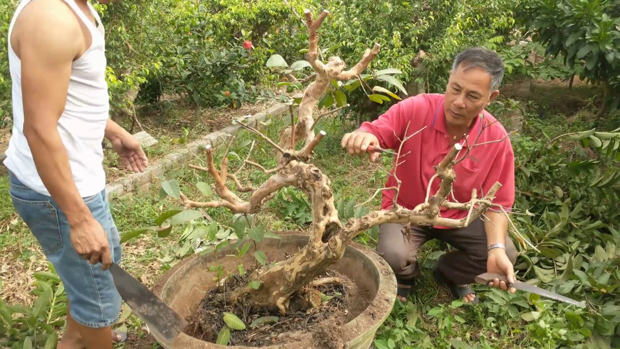 Phát hiện cây ổi có cung long rất đẹp. Các nghệ nhân đang tạo tác rất khí thế.