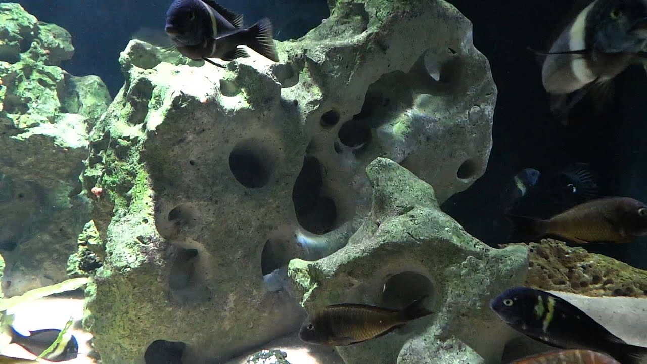 2600 litres Tanganyika 18 mois / petits Eretmodus