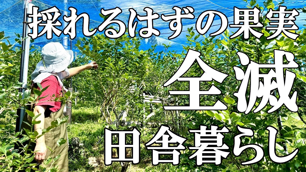 【果樹栽培】今年も猿がブルーベリー狩りに来ました、、獣害被害と家庭菜園と猫がバリカンでトリミング  自然豊かな山奥暮らしの日々｜村暮らし｜移住｜料理【標高800mの田舎暮らし】