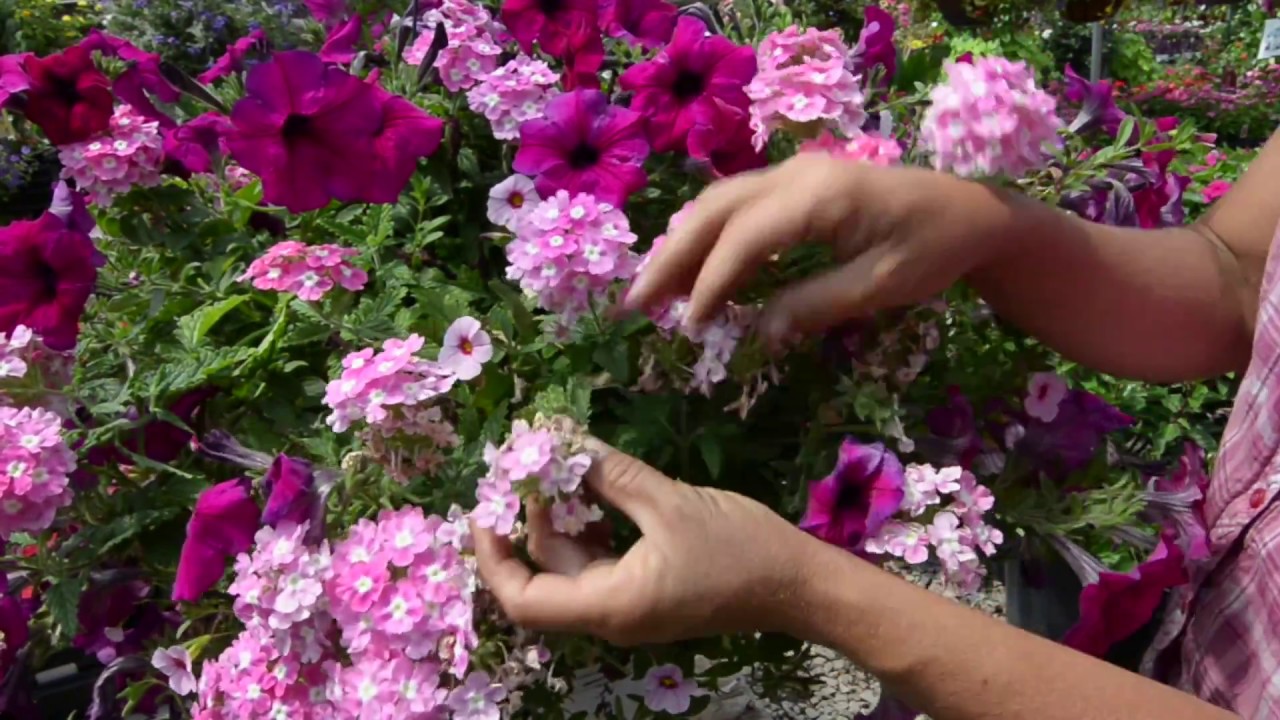 HOW TO Care For Your Hanging Baskets!