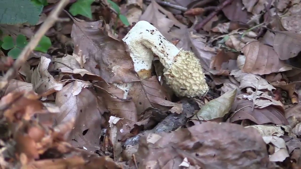 Micología | Amanita Pantherina | 26.8.2023