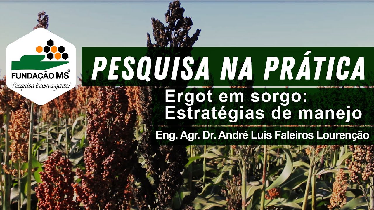 Ergot em sorgo: Estratégias de manejo