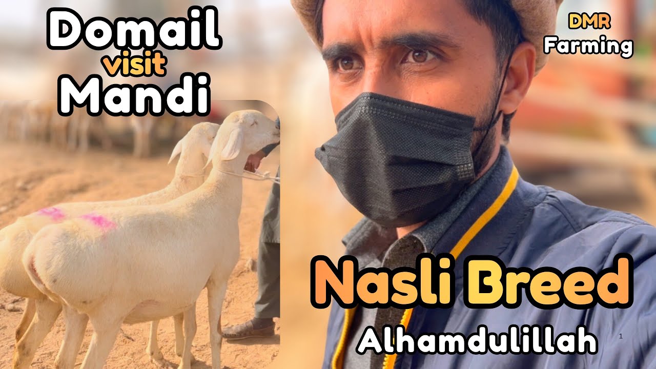 Domail Mandi Visit | Purchased Nasli Breed 