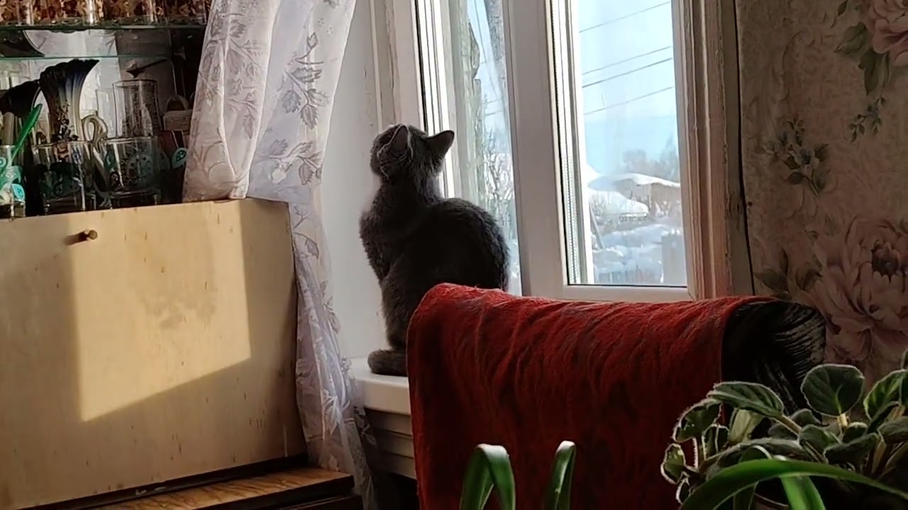 Влог Барсик 20 01 2026  года😺