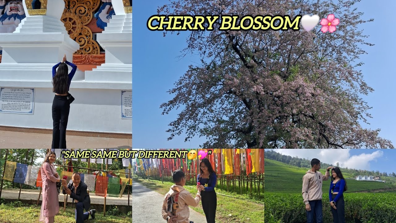 Cherry blossom🌸|| Temi tea garden Sikkim😍||Samdruptse vlog🙏|| @sanjanapradhan112