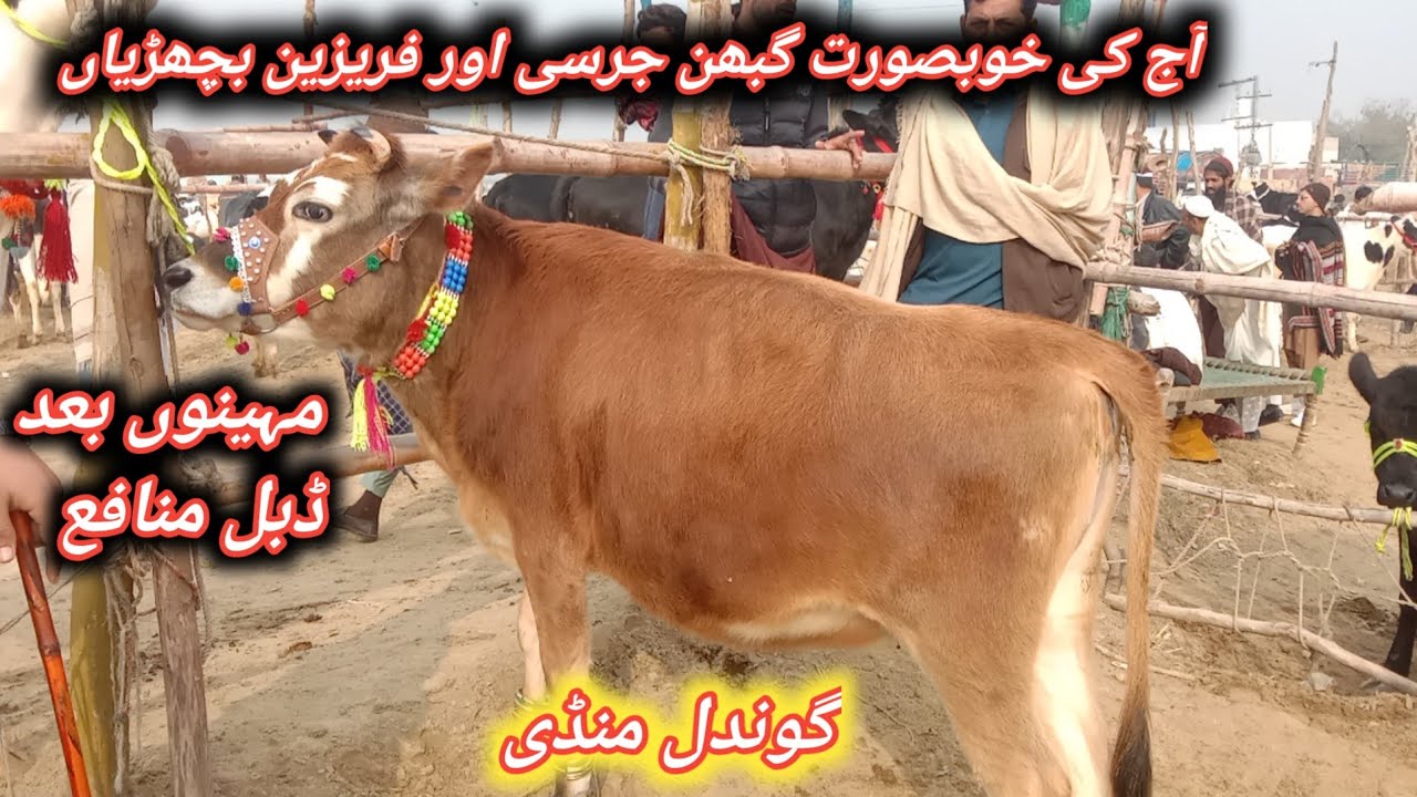 Beautiful İmported Jersey And Fresian Female Calves Fresh Update Today At Gondal Maweshi Mandi 